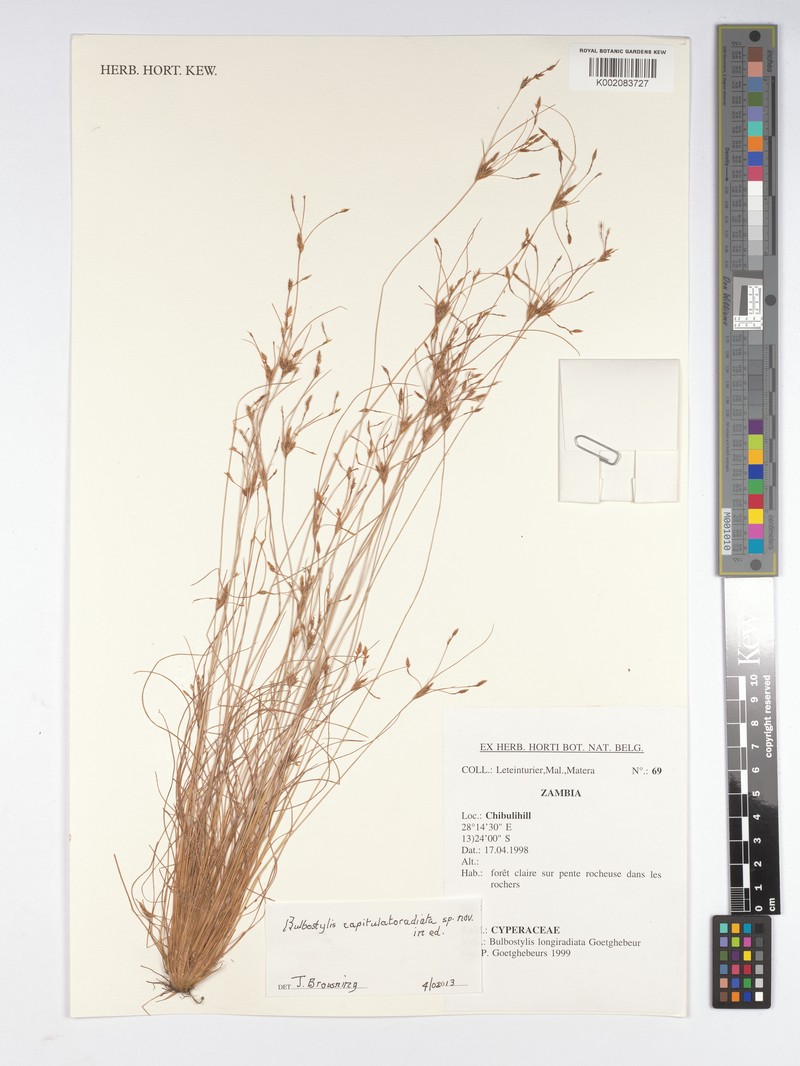 Bulbostylis capitulatoradiata
