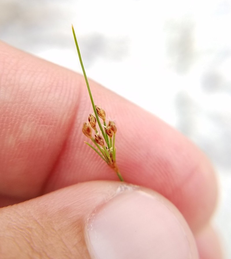 Capillary Hairsedge