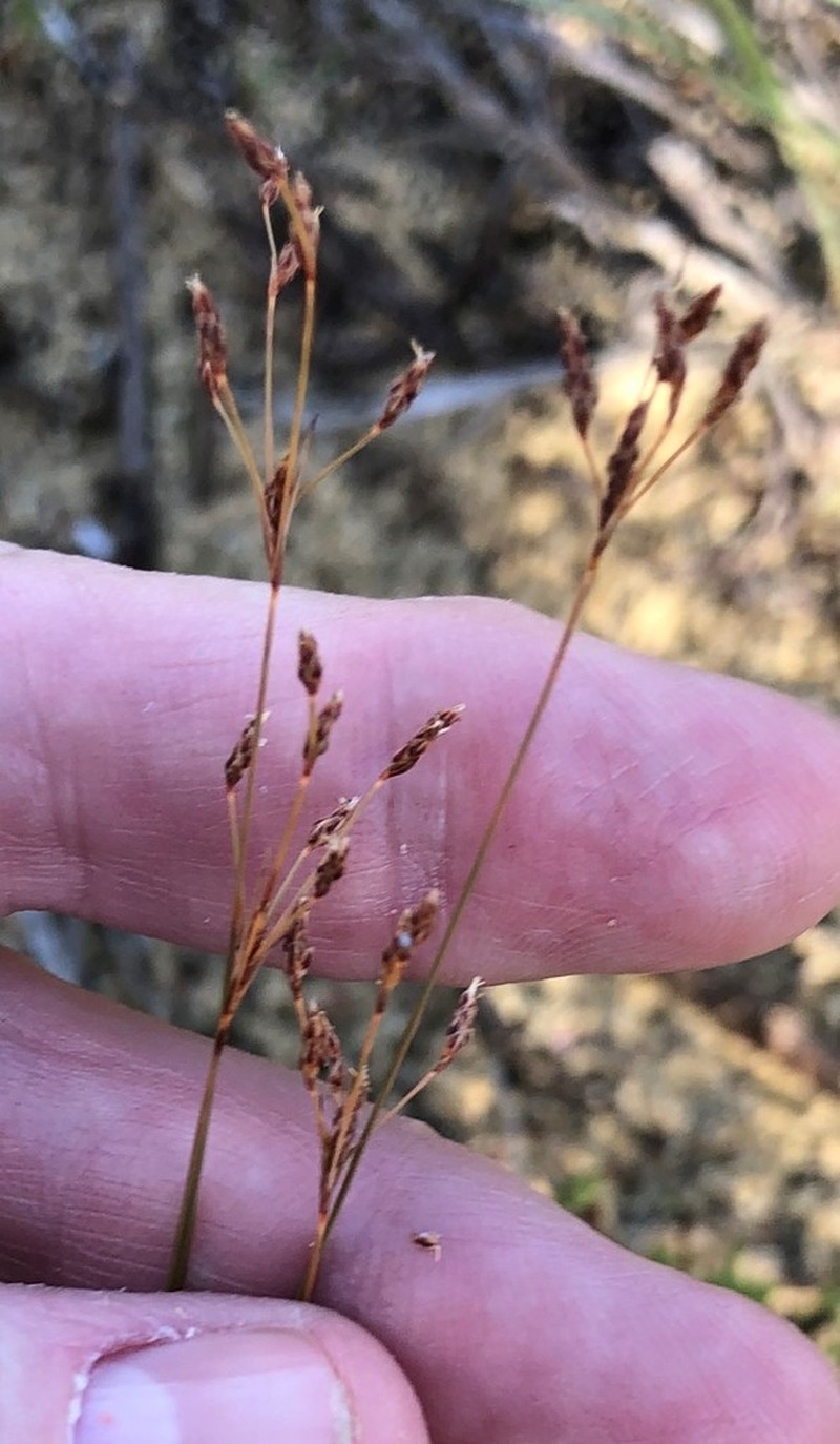 Capillary Hairsedge photo 2