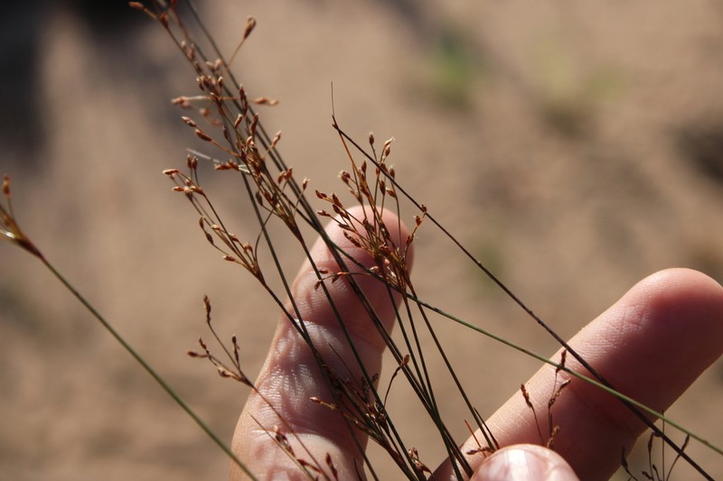 Capillary Hairsedge photo 3