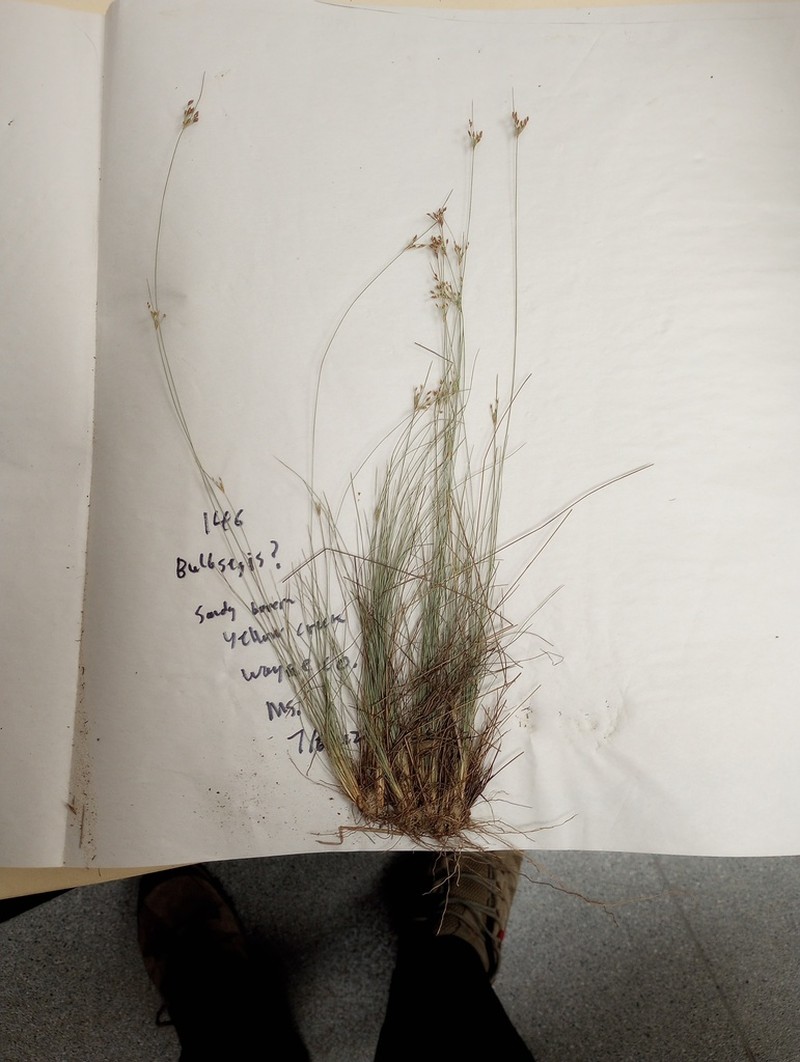 Capillary Hairsedge photo 4