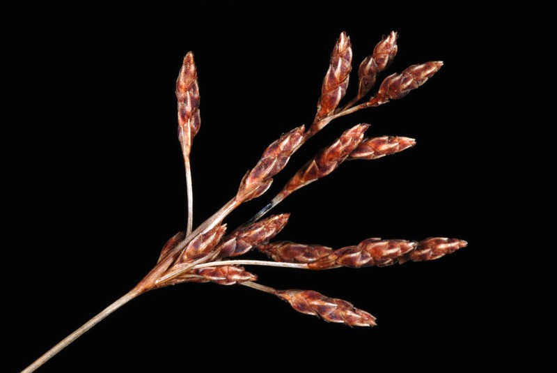 Capillary Hairsedge photo 5