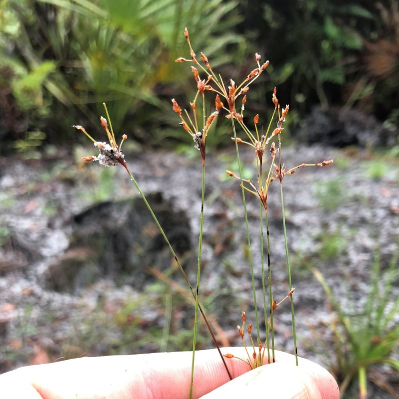 Capillary Hairsedge photo 6