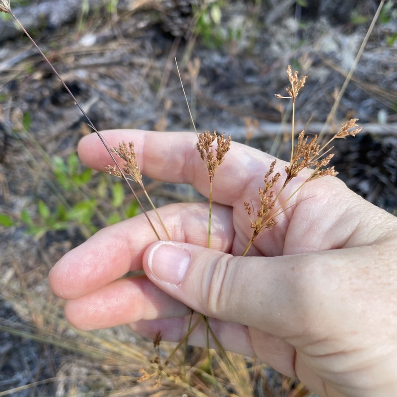 Capillary Hairsedge photo 7