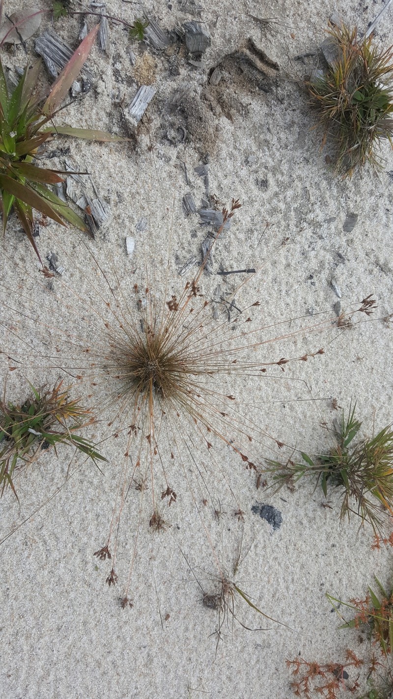 Bulbostylis ciliatifolia var. ciliatifolia