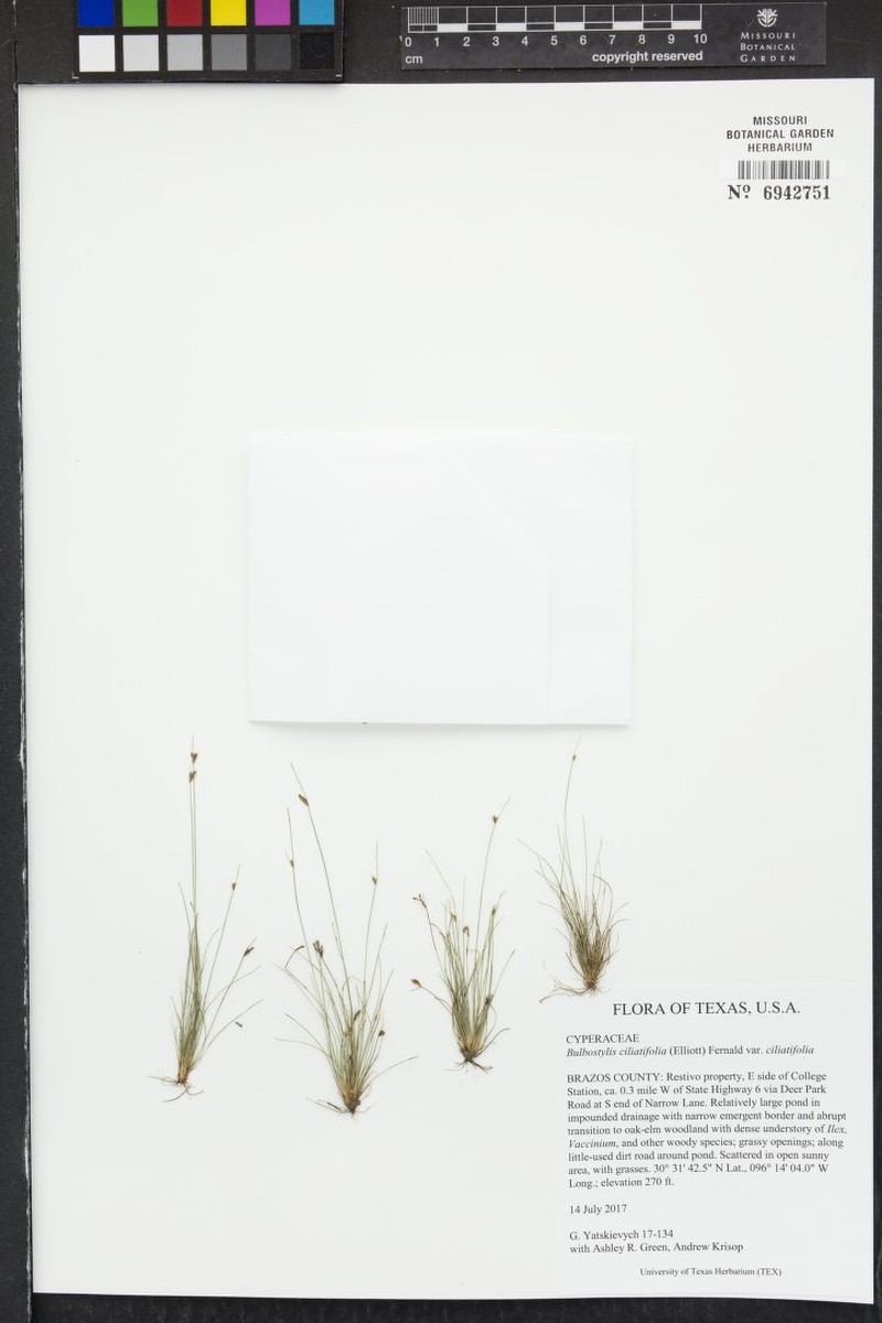 Bulbostylis ciliatifolia var. ciliatifolia photo 2