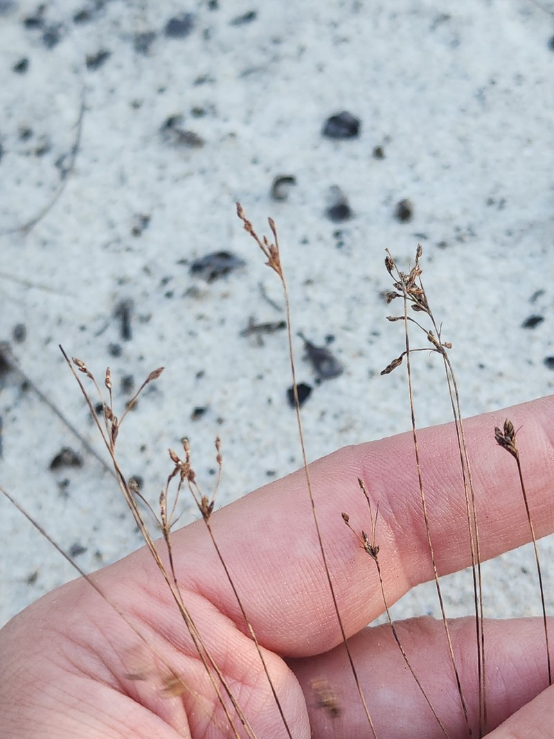 Bulbostylis ciliatifolia var. coarctata