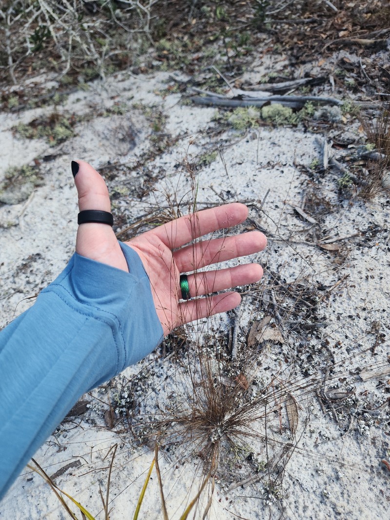 Bulbostylis ciliatifolia var. coarctata photo 2