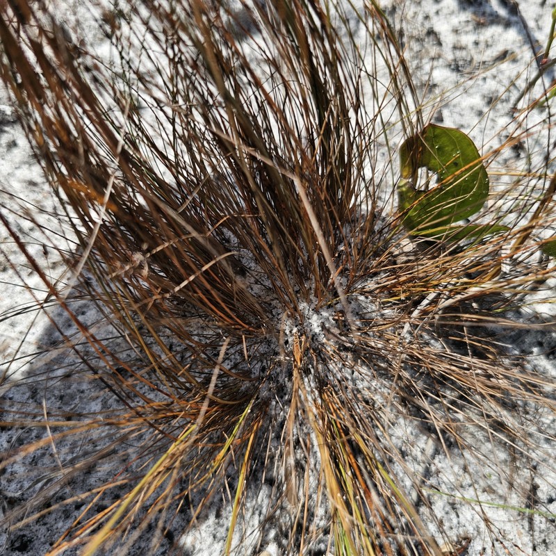 Bulbostylis ciliatifolia var. coarctata photo 3