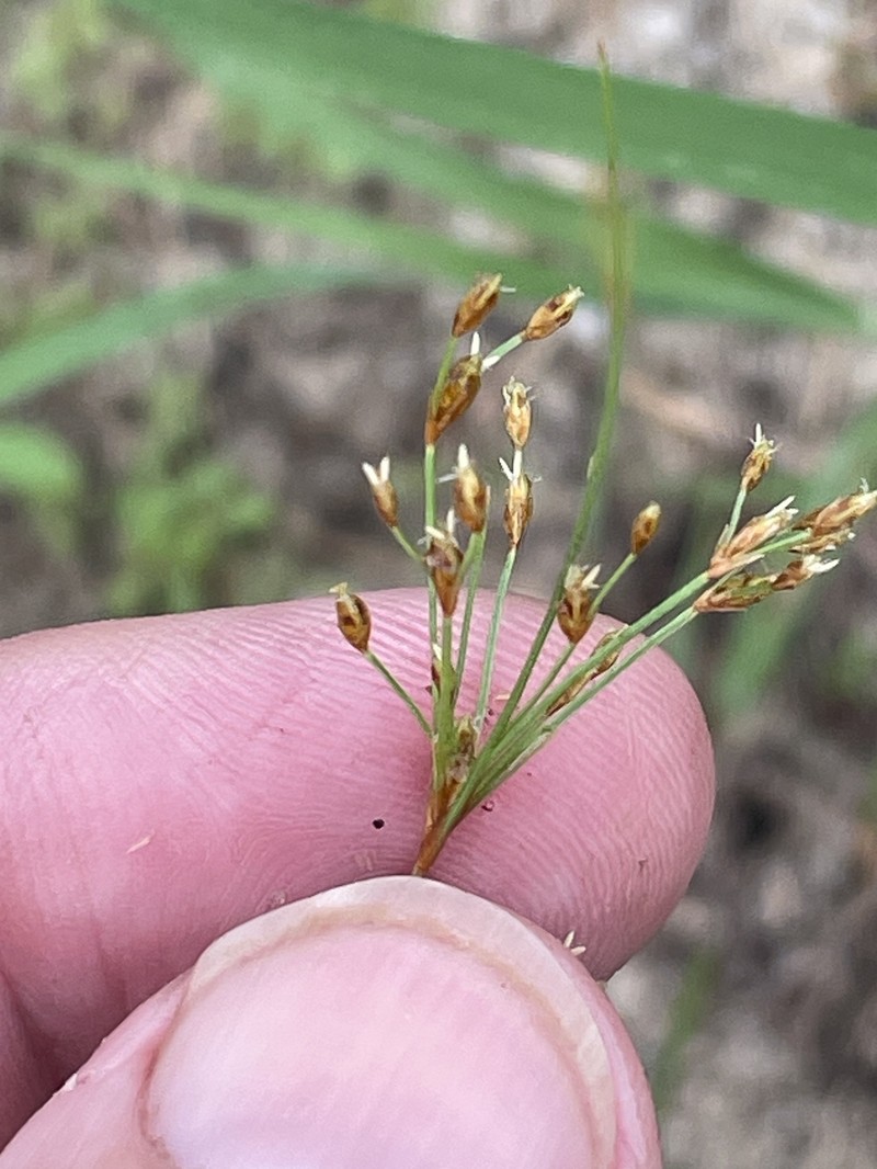 Bulbostylis ciliatifolia var. coarctata photo 4