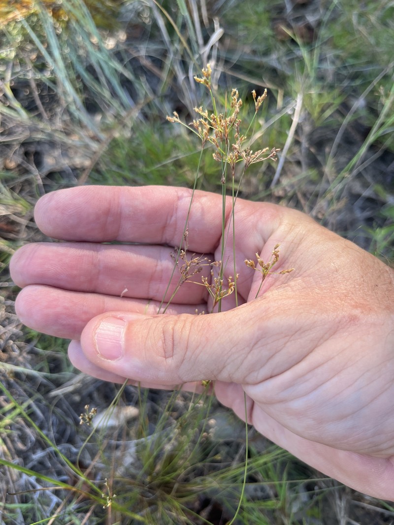 Bulbostylis ciliatifolia var. coarctata photo 5