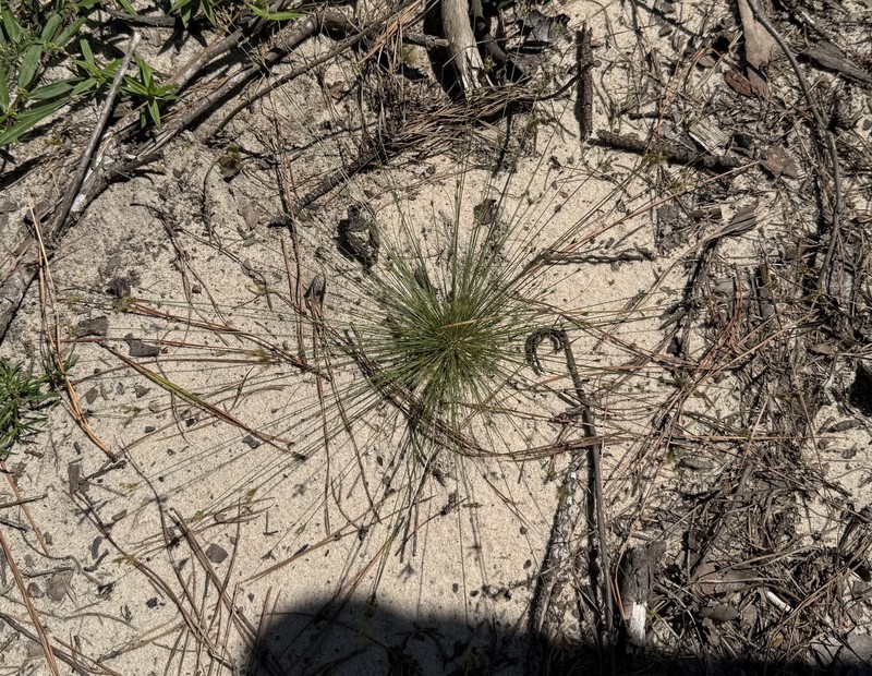 Bulbostylis ciliatifolia var. coarctata photo 6