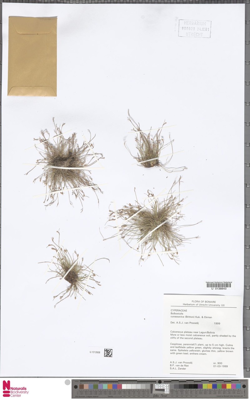 West Indian Hairsedge