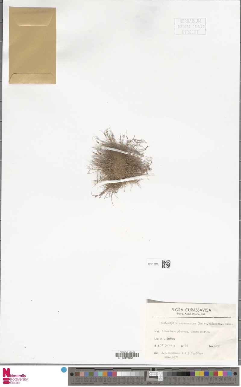 West Indian Hairsedge photo 3