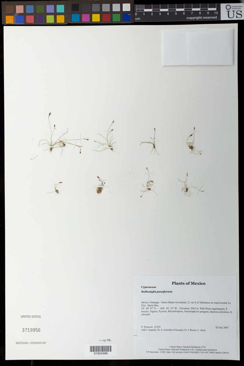 Funck's Hairsedge