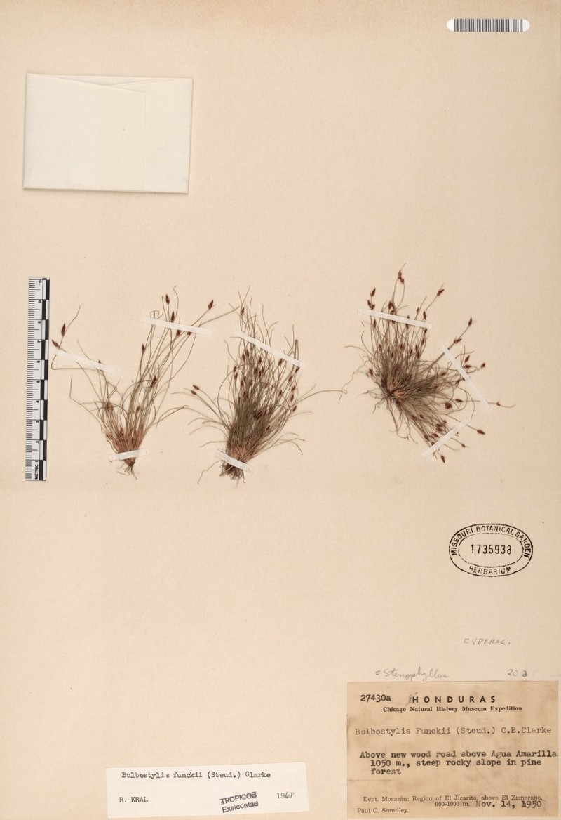 Funck's Hairsedge photo 2
