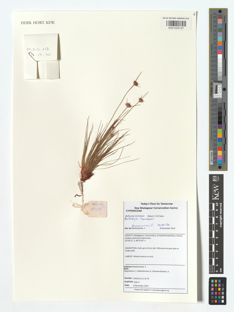 Bulbostylis itremoensis
