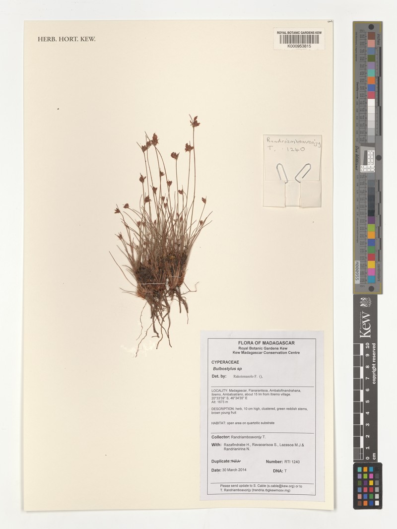 Bulbostylis itremoensis photo 2