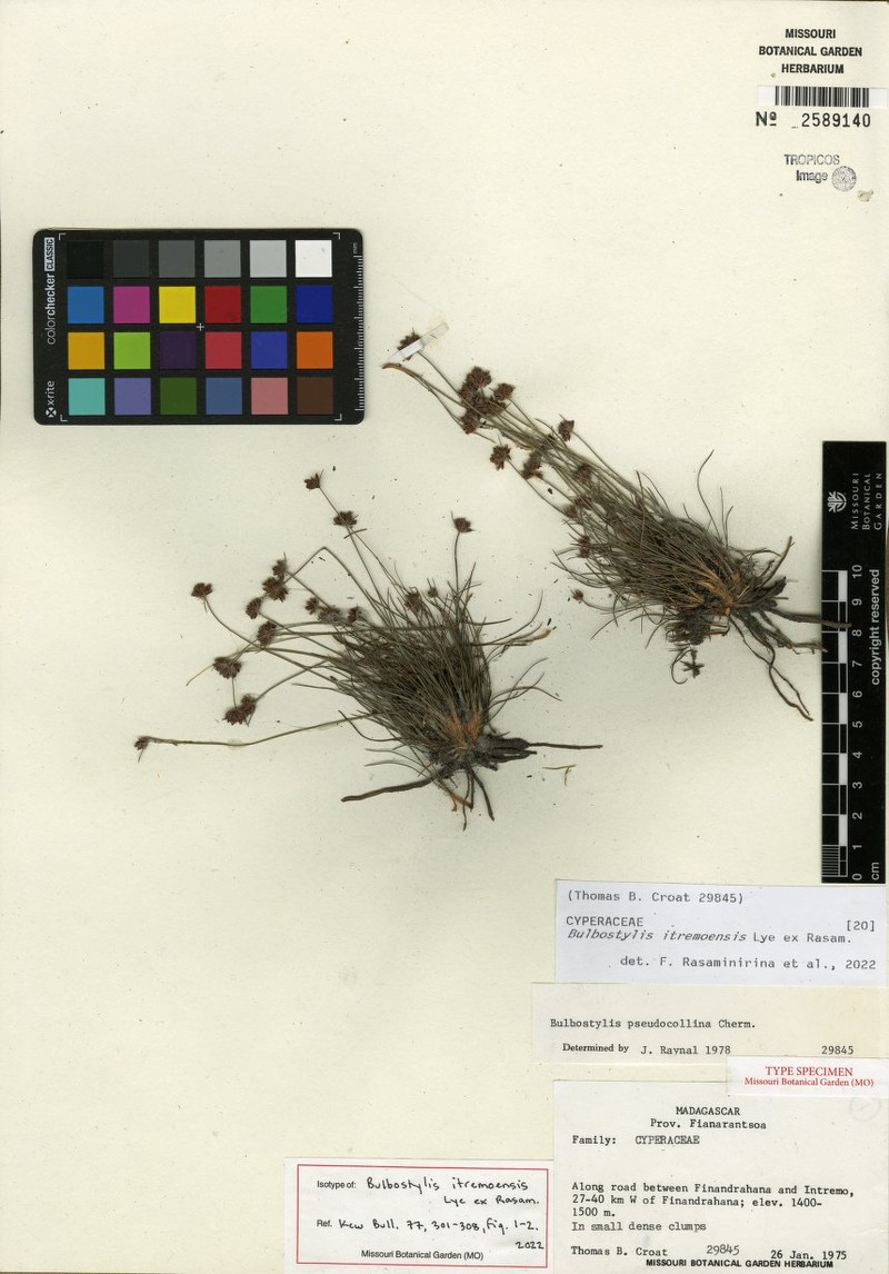 Bulbostylis itremoensis photo 3