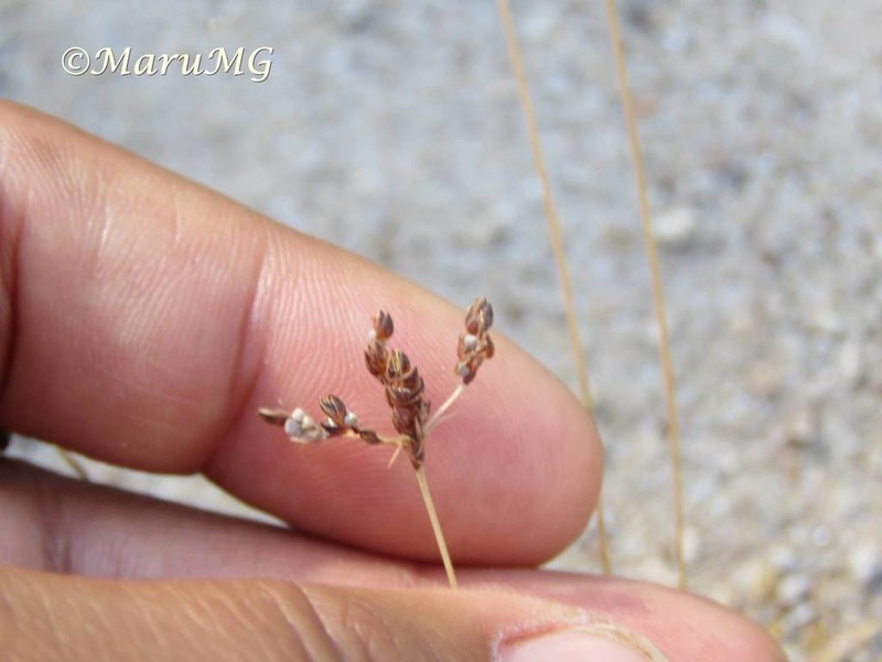 Rush Hairsedge