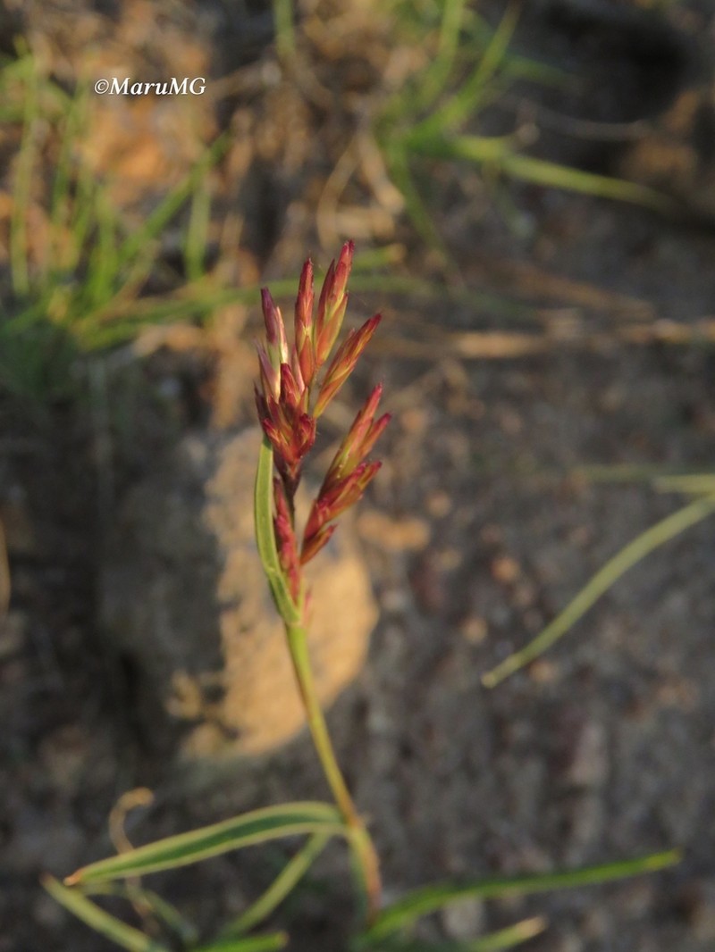 Rush Hairsedge photo 2