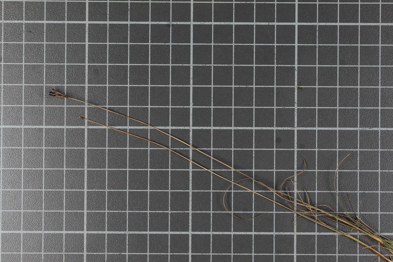 Rush Hairsedge photo 3