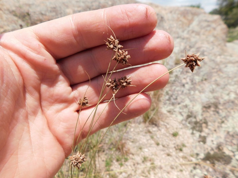 Rush Hairsedge photo 4