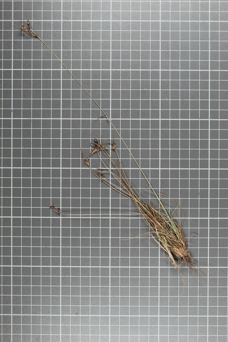 Rush Hairsedge photo 5