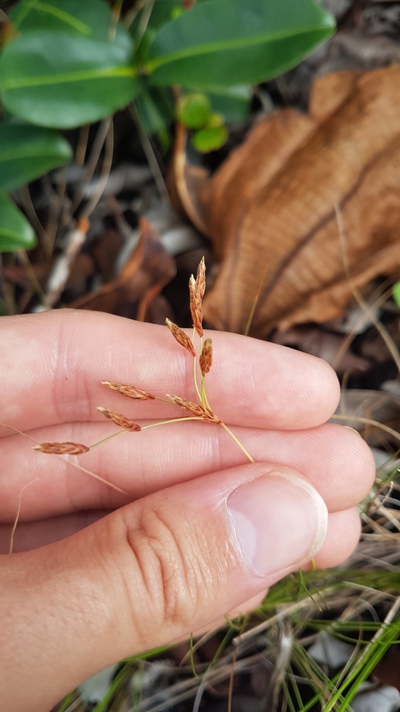 Rush Hairsedge photo 6
