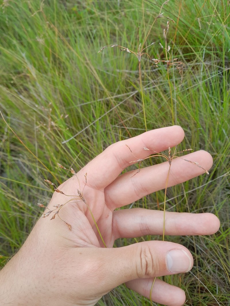 Rush Hairsedge photo 7