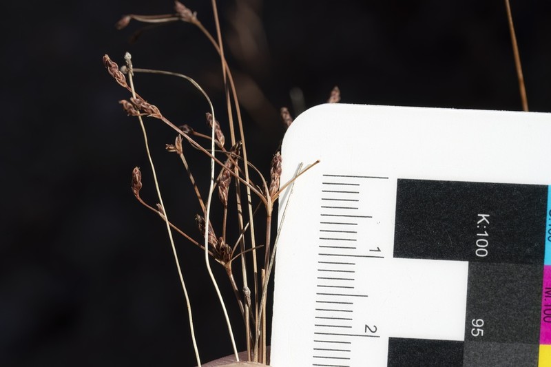 Rush Hairsedge photo 8
