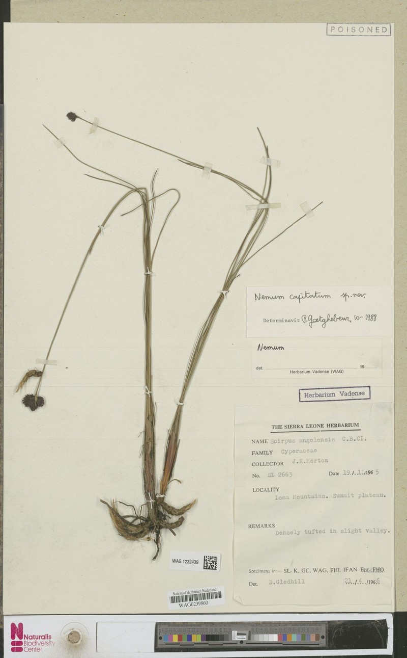 Bulbostylis neocapitata