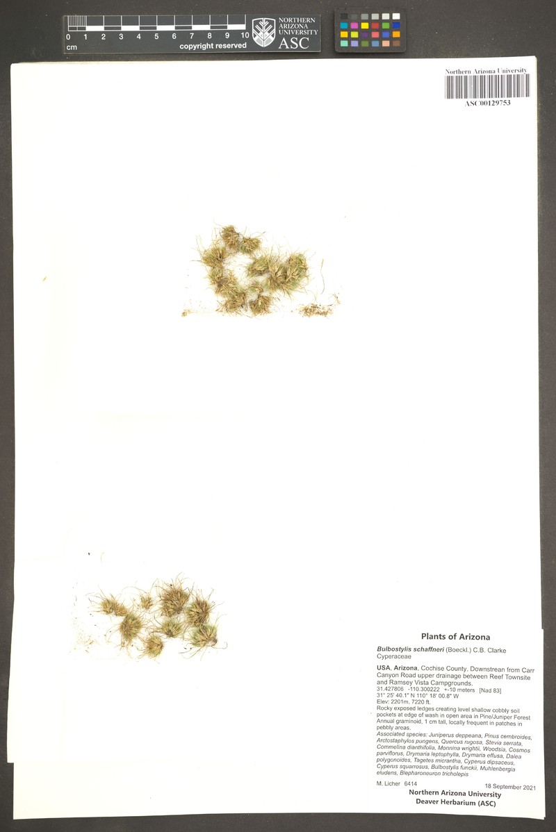 Schaffner's Hairsedge