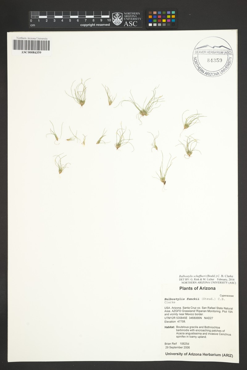Schaffner's Hairsedge photo 3