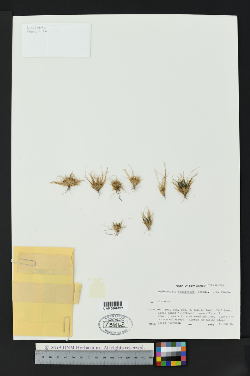 Schaffner's Hairsedge photo 4