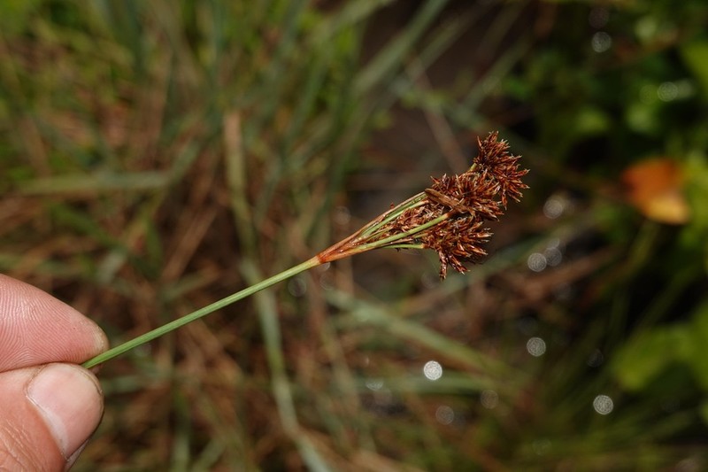 Caribbean Hairsedge