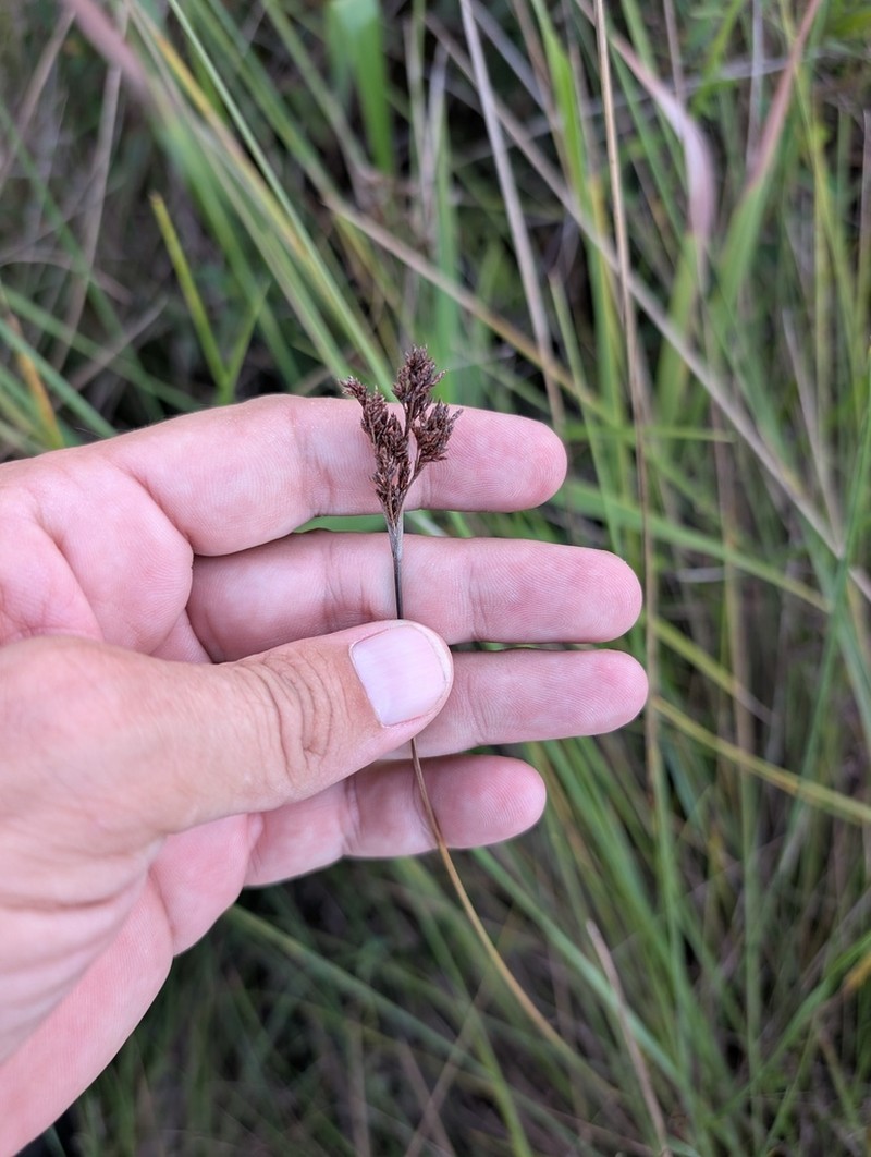 Caribbean Hairsedge photo 2