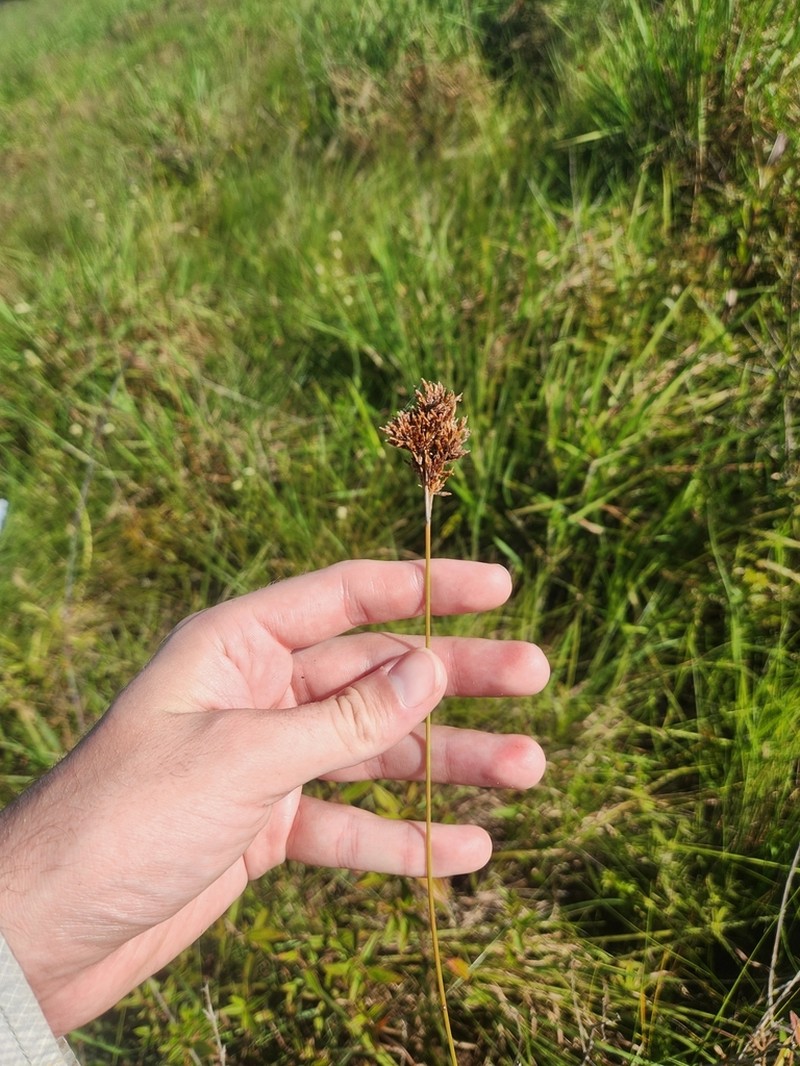 Caribbean Hairsedge photo 3