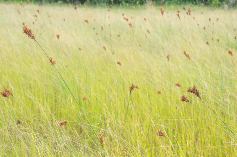 Caribbean Hairsedge photo 5