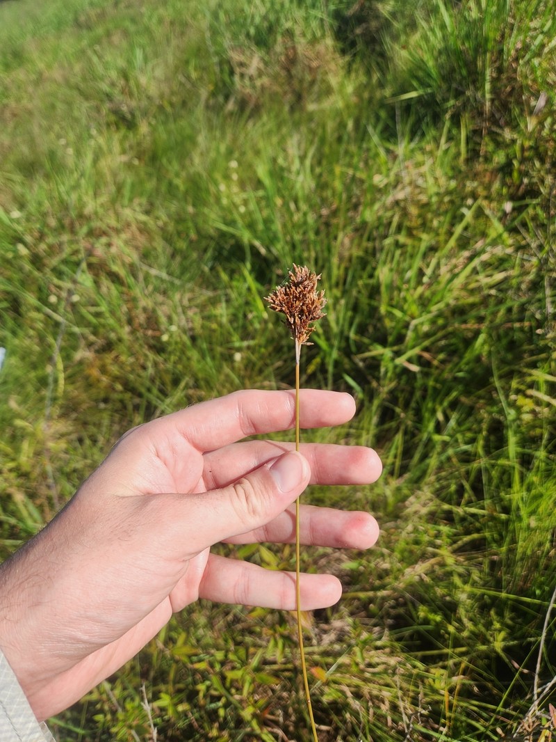 Caribbean Hairsedge photo 6
