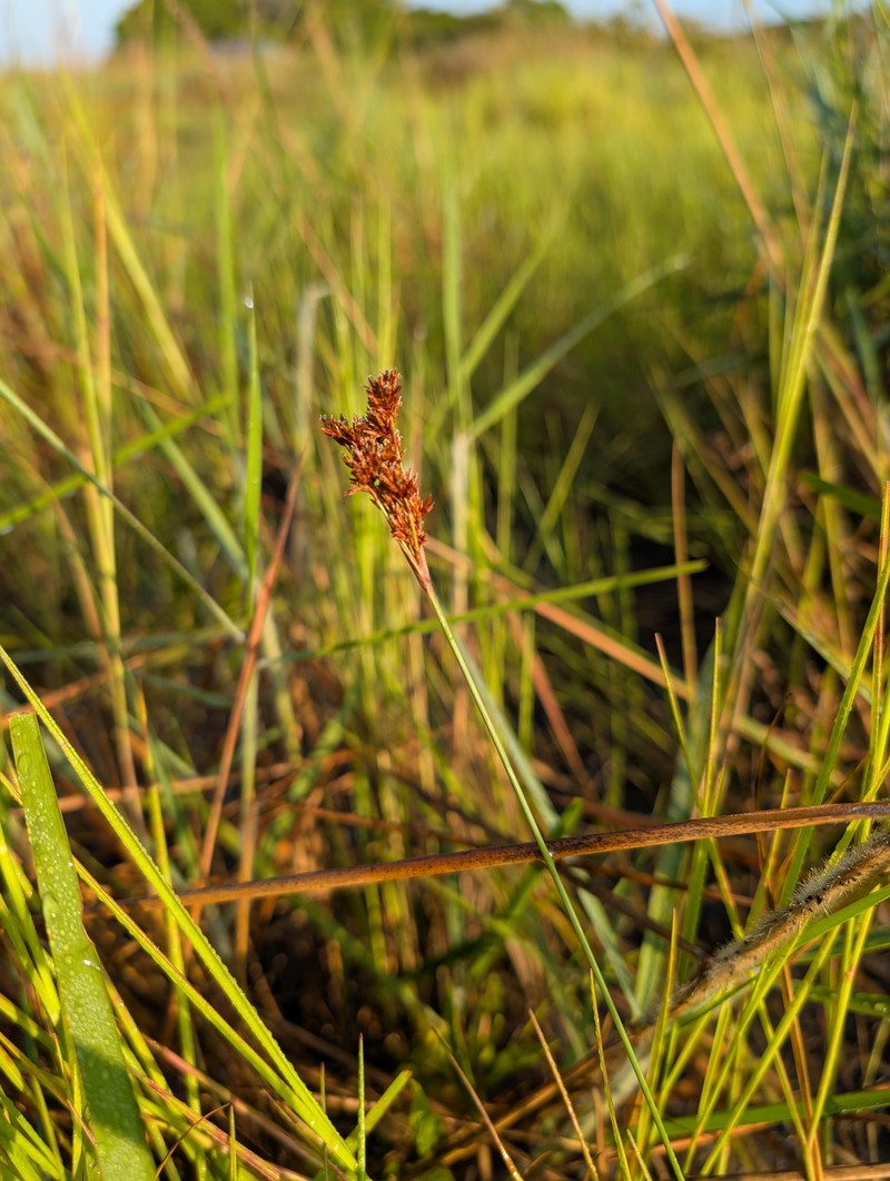 Caribbean Hairsedge photo 7