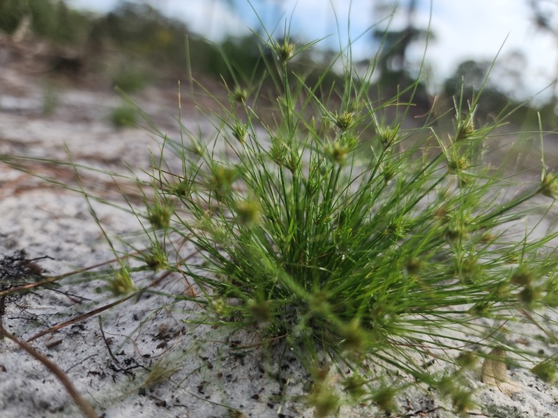 Sandy Field Hairsedge
