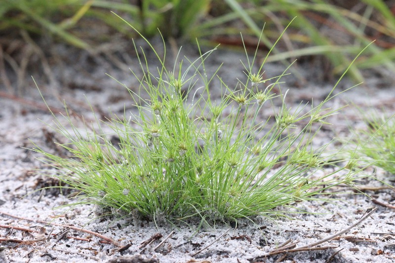 Sandy Field Hairsedge photo 2