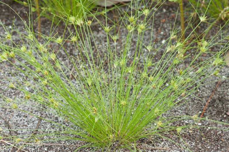 Sandy Field Hairsedge photo 3