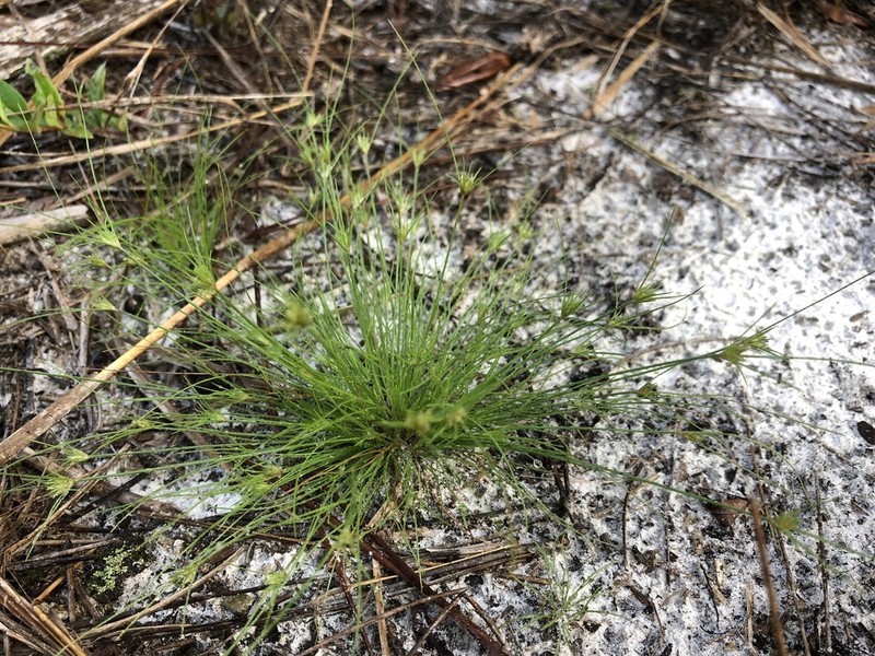 Sandy Field Hairsedge photo 4