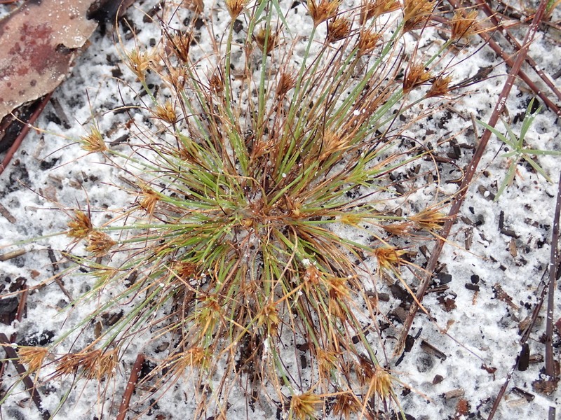 Sandy Field Hairsedge photo 5