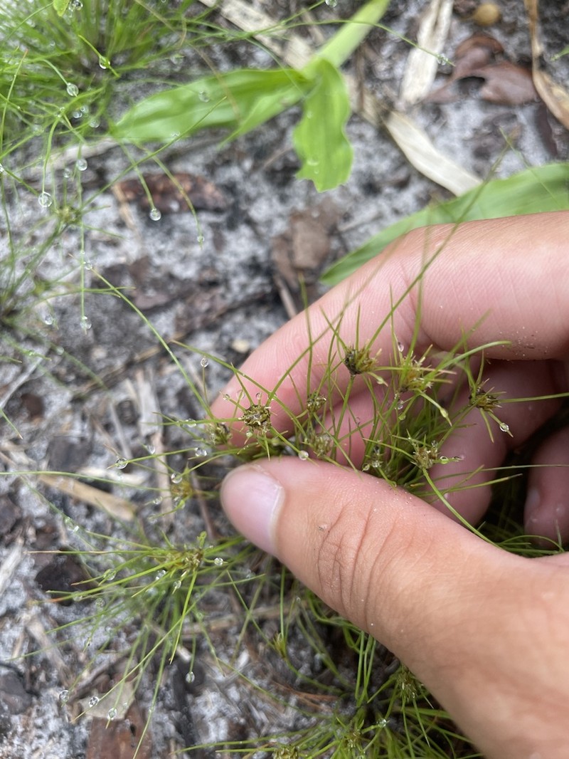 Sandy Field Hairsedge photo 6