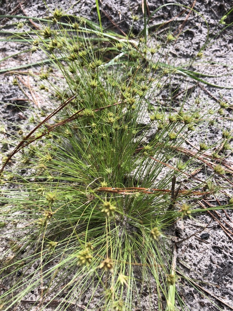 Sandy Field Hairsedge photo 7