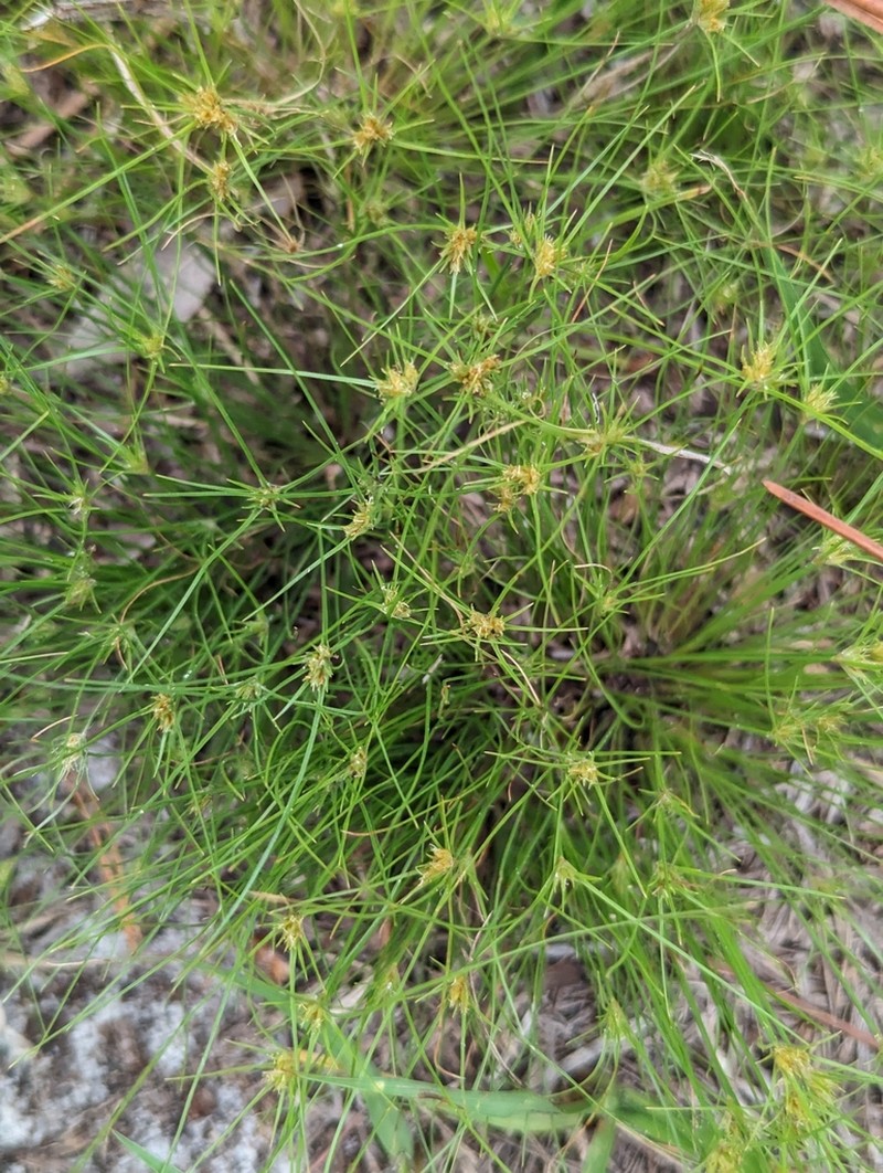 Sandy Field Hairsedge photo 8