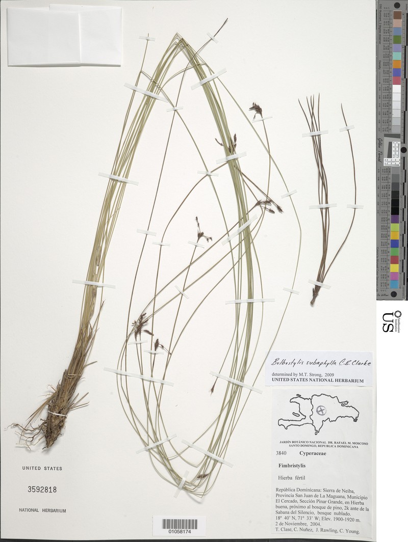 Bulbostylis subaphylla